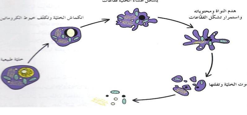 ) (الشكل يوضح مراحل استماتة الخلية: 1- متى تقوم الخلية باالستماتة في الحاالت الطبيعية عندما تهرم الخلية 4- ماذا تتوقع أن يحدث اذا فقدت الخلية قدرتها على
