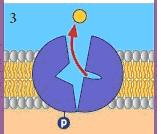 البروتينى الموجود بالشكل تقوم بتيسير انتقال الجزيئات عبره *هل يحتاج نقل الجزيئات إلى طاقه