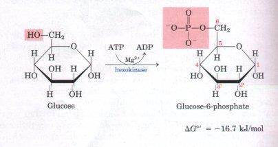 1- تحول الجلوكوز إلى جلوكوز 6- فوسفات: داخل سيتوسول الخلية بواسطة إنزيم الهكسوكينيز في وجود أيون الماغنسيوم و يتم استهالك جزئ.
