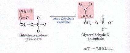 فوسفات Triose 5- تحول ثنائي هيدروكسي أسيتون فوسفات إلى جليسرالدهايد 3- بواسطة إنزيم ترايوز فوسفات أيزوميريز ( phosphate )isomerase الذي يعيد تشكيل أحد