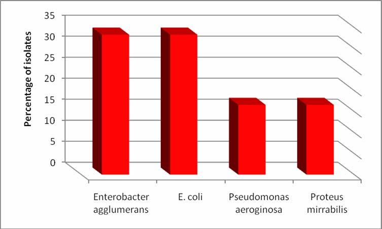 ويبين الشكل (٤) ان الجرثومة Actinomyces viscosus سجلت اعلى نسبة من نسب العزل ٦٦,٦% تليها الجرثومة Actinomyces odontolyticus بنسبة %٢٠ وجرثومة %١٣,٣ Actinomyces naeslundii من مجموع عزل الجراثيم