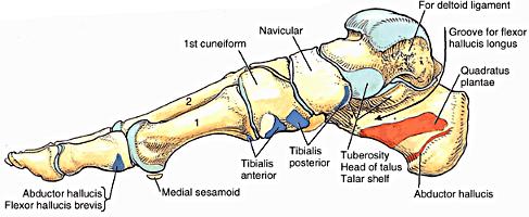 عظام القدم هي عظام الرصغ والعظام المشطية والسالميات )انظر الشكلين 4-5 عظام القدم( 1 عظام. 11.11.1 الرصغ Tarsal Bones تتألف عظام الرصغ العقب والقعب والزورقي والنردي والعظام اإلسفينية الثالثة.