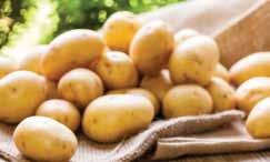 325 بطاطس Potato