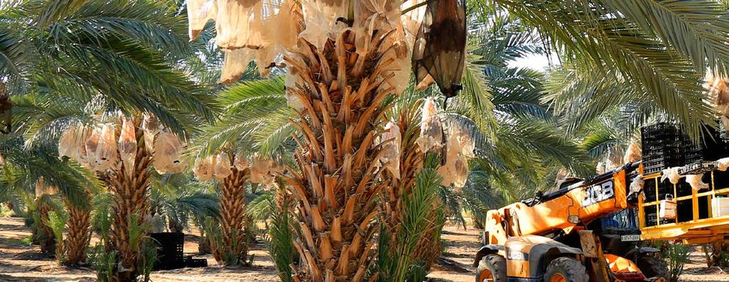 Date Palm Cultivation In our groves, scattered in the outskirts of Jericho, our agricultural experts provide optimal daily care to ensure best treatment for our 29,000 Date Palms, stretched along a