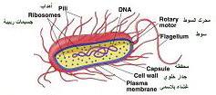 -1 اخللية :The Cell تعتر اخللية هي الوحدة البنائية األساسية للحياة وتكون ذات بنية جمهرية حماطة بغشاء حيفظ السيتوبالمسا من البيئة احمليطة باخللية.