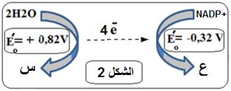 B الوثيقة ( )1 الوثيقة ( ) 2 العنصر B أغشية العنصر A أنظمة ضوئية تحتوي على - انزيم الـ Rubisco المثبت للـ. CO2 صبغات حساسة للضوء.