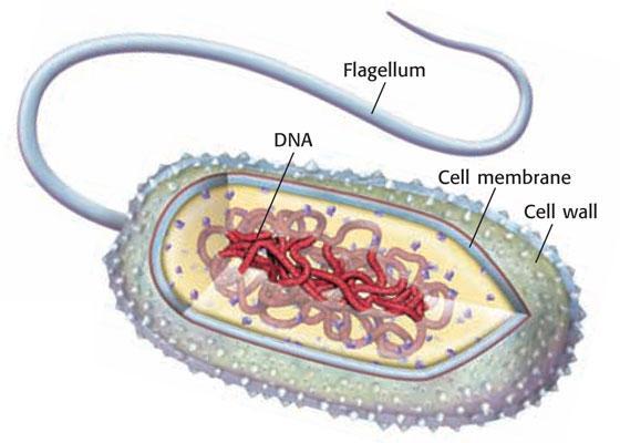 The image below shows the DNA, cell membrane, and cell wall of a typical bacterial cell.