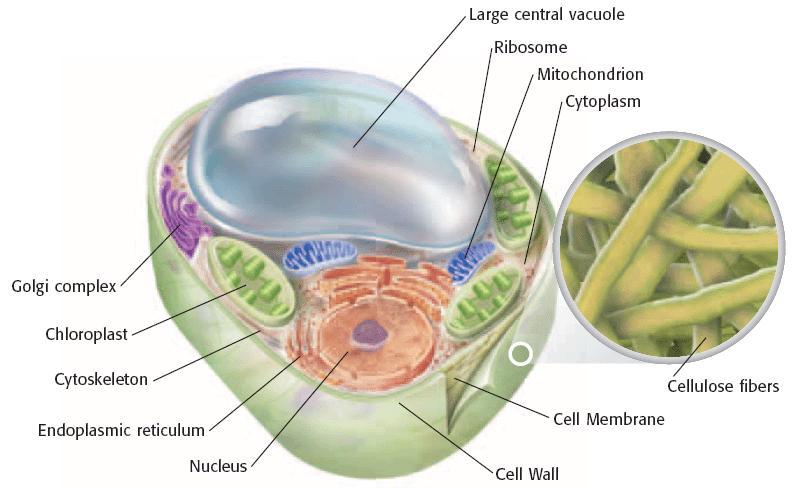 Cell Wall جدار الخلية Eukaryotic Cells الخاليا حقيقية النواة Some eukaryotic cells have cell walls. A cell wall is a rigid structure that gives support to a cell.