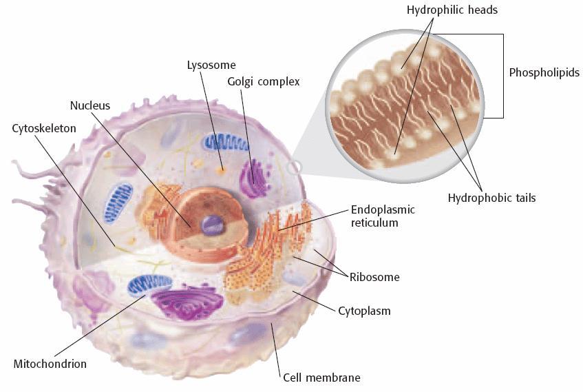 The cell membrane is made of two layers of phospholipids.