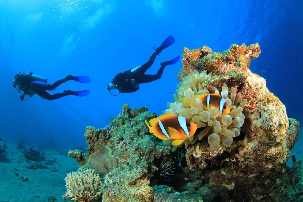 Regardless of the diving type where it intends to exercise, you must love what you will see it from great variety of forms of confgurations to be discovered, coral reefs and beautiful