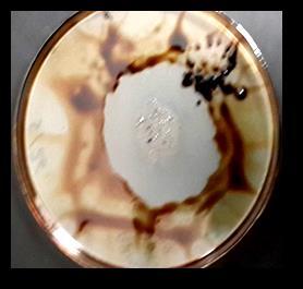 1cm( اعلى مىى الع لىة cm( Bacillus cereus.)2.