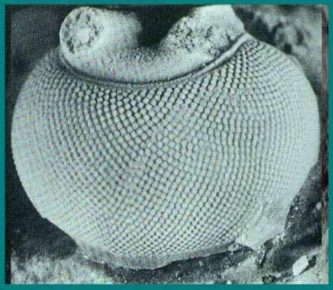 with optical constructions worked out by Descartes and Huygens in the mid-seventeenth century.... The design of the trilobite s eye lens could well qualify for a patent disclosure.