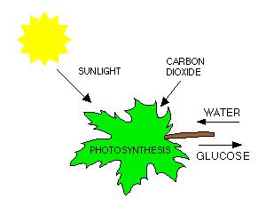 Photosynthesis is a chemical process that energy from light is