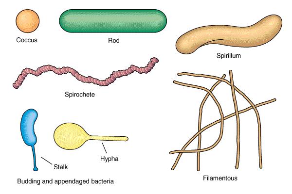 Bacterial morphology لولبية قضيب