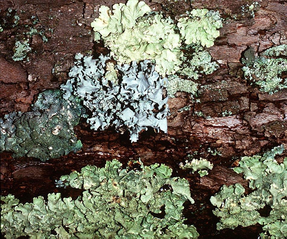 Lichens are great ecological markers Early medicinal remedy ألشنات: األشنات: عبارة عن فطر + كائن حي ضوئي التغذية الفطريات الداخلة في التكافل هنا معظمهم من الفطريات الزقية الشريك الضوئي قد