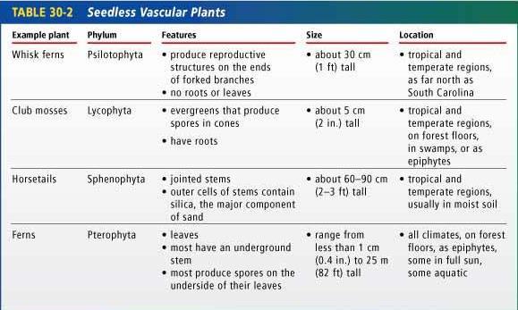 Seedless Vascular Plants (reproduce via spores)