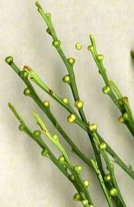 Types of Seedless Vascular Plants النباتات التريدية PTERIDOPHYTES (1) PSILOPHYTA (whisk
