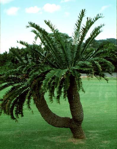 Large fernlike leaves Plants are