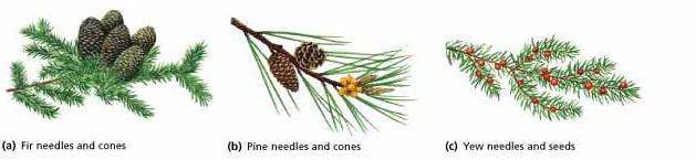 (3) CONIFEROPHYTA (Cone-bearing trees) Cone bearing النباتات