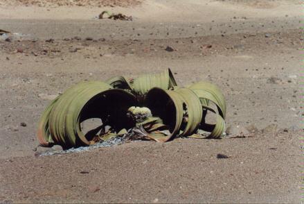 Welwitschia (Desert dweller with large tuberous root).