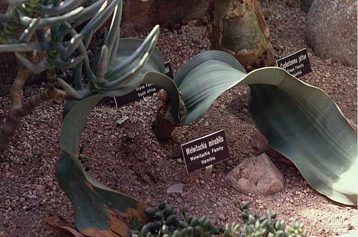 نيتم وهو نبات متسلق استوائي 2. اإليفيدرا )النباتات شبه شجيرية( 3.