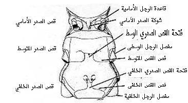 شكل ( 3 ) منظ ارلصدر من أسفل يوضح شوكة األسترنة و شكل القص الصدري.