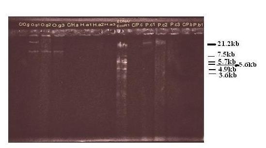 نتائج ترحيل mtdna المضخم ب -:PCR عينات الكنترول أخذ منها u2l و أضيفت لخليط التفاعل و الذي يكون خالي من أنزيم ال Taq Poly ثم تم تحمليها بجوار كل نوع خاص بها. 1- النوع األول O.