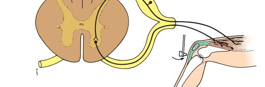 Lateral horn وحشي المادة المتوسطة المركزية يتلقى ويصدر الواردات والصادرات الحشوية (خاليا عصبية ودية (صدري وقطني)) قناة مركزية central canal - 1 مم, محاطة باألم الحنون تتصل بالبطين الرابع وتنتھي