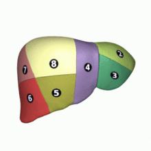 2.1.1.1 Anatomy The liver is highly variable organ that contains many vascular networks. It also has a highly variable shape that consists of several anatomical segments.