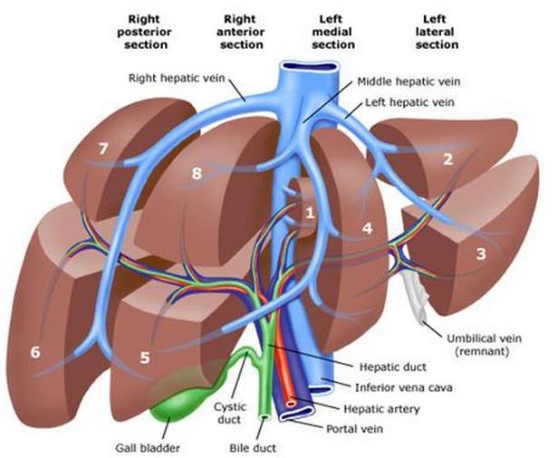 at the interface between the circulatory and the digestive systems.