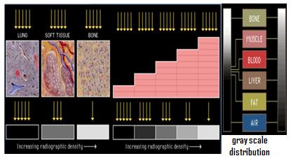 2.1.3.5.3 Effect of Some Parameters on the Density in CT-images The radiographic density on films depends on both the thickness of a tissue and its atomic weight as shown in figure 2.7.