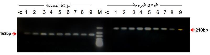 ADRB3 تطوير طريقة معدلة الكتشاف التعددية الشكلية وحيدة النوكليوتيد Trp64Arg في جين المستقبل األدريني استخدم في عملية التضخيم جهاز مدور حراري Takara من إنتاج شركة gradient thermocycler اليابانية حيث