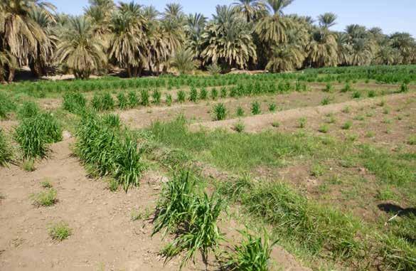 الشعي كان الشعري من أهم املحاصيل يف منطقة السكوت خاصة كمحصول يزرع ىف الجرف وأفاد بعض املزارعني أنهم كانوا يزرعونه يف أرض الساقية.