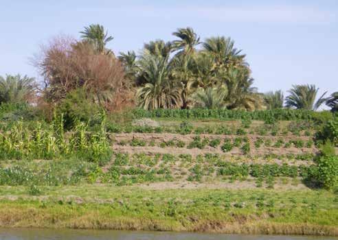 الزراعة يف أرنتى وعربي املحاصيل التي تنمو يف الجرف مثل - الذرة الشامية, لوبيا, ترمس, فاصوليا, لوبيا عديس الزراعه عىل ضفاف النيل بخالف املناطق األخرى يف السودان أو بلدان أخرى حيث يتم االعتامد عىل