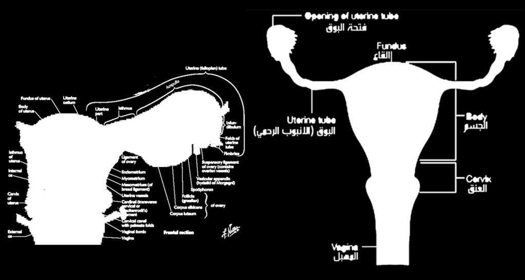 .3 الرحم Uterus هو عضو أجوف يشبه اإلجاصة ذو جدر عضلية ثخينة إن الرحم يقسم إلى قعر وجسم وعنق فالقعر هو الجزء من الرحم الذي يتوضع فوق مدخلي أنبوبي الرحم والجسم هو الجزء الذي يتوضع تحت المدخلين السابقين