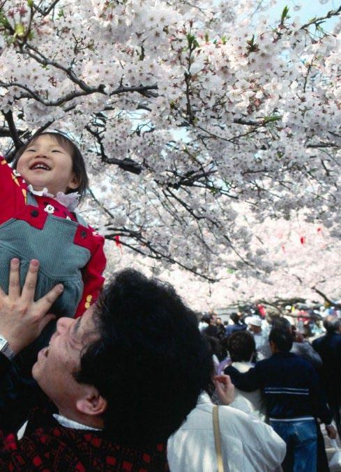 مهرجان أزهار الكرز فى اليابان