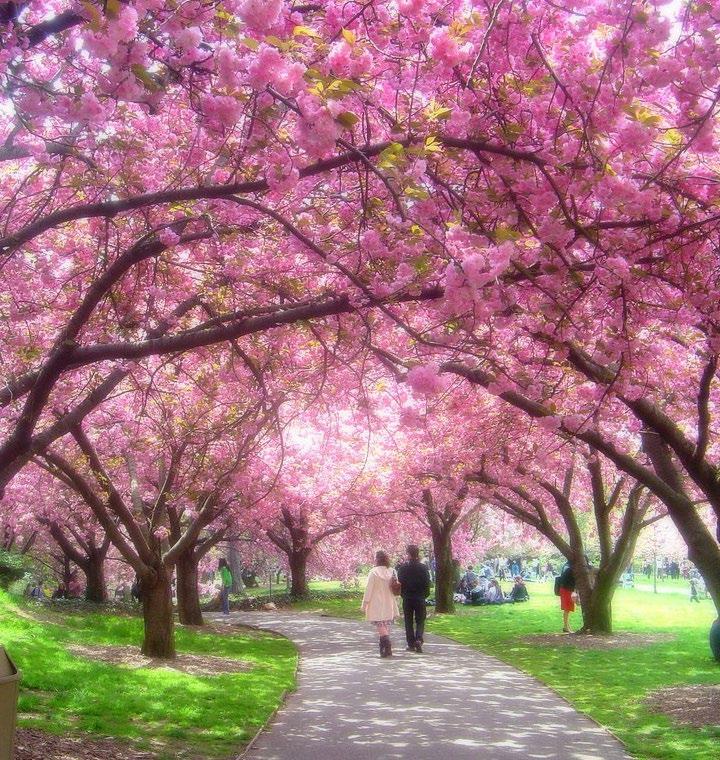 مع بداية فصل الربيع تتحول شوارع اليابان إىل لوحات طبيعية خالبة إذ تتفتح أزهار شجر الكرز الوردية العطرة. وحيتفى اليابانيون بذلك عرب طقوس تعود لعشرات القرون.