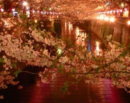 blooming cherry blossoms, officially declared the