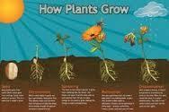 : PLANTS Introduce: Needs of a Plant Cont.