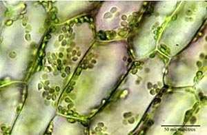 net/biovisites/images/chloroplastes.jpg http://pagesperso-orange.fr/svt-ar/page/ts/chloroplaste.