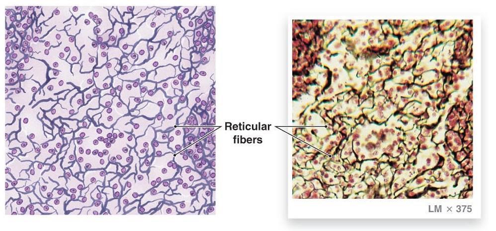 النسيج الضام 8 10 2018 د عبد الحافظ طبش Histology 1 علم األنسجة 1 السالم عليكم أصدقائي نتابع وإياكم رحلتنا في مادة علم النسج راجين من اهل Pdf Free Download