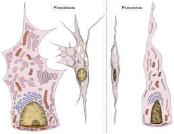 النسيج الضام 8 10 2018 د عبد الحافظ طبش Histology 1 علم األنسجة 1 السالم عليكم أصدقائي نتابع وإياكم رحلتنا في مادة علم النسج راجين من اهل Pdf Free Download