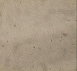 Docetaxel BCSCs