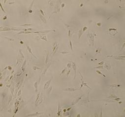 Doxorubicin