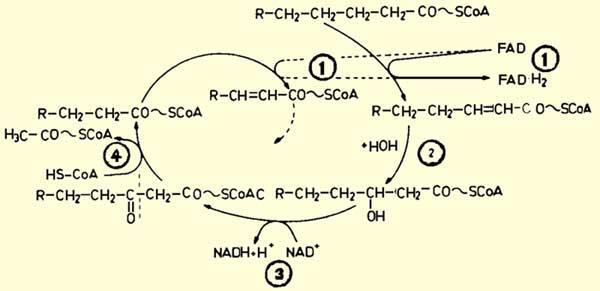 acetyl COA ( 2C ويتكون حامض دهنيأقل في عدد ذرات الكربنون ليندخل منرة أخرىالندورة حتنى ينتم هدمنه كنامال إلنى وحندات