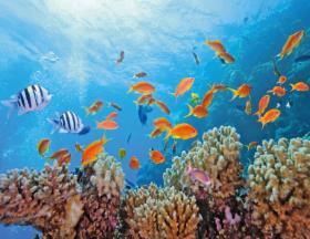 الشعاب المرجانية نظام بيئي قوي لا يتأثر بالتغيرات البيئية