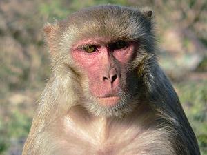 Macaca rhesus رادت األجسػػا الم ػػاد المركرنػػة فػػ د األ ارنػػن إلػػى رجمػػع كريػػات الػػد الومػػ ارا لػػيس فػػ الةػػرد فةػػط رلكػػف فػػ نسػػبة موسرسػػة مػػف المجمراػػة البشػػرية الةرقازيػػة اي ػػا