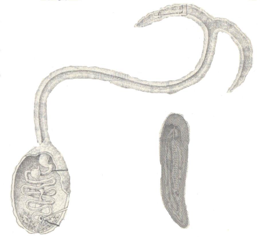 األعضاء الداخلية الرحم الذكر المهدب )مكبر( األنثى أنثى وذكر الدودة البحرية من نوع viridis) (Bonellia تعيين الجنس في البكتريا اطمػؽ امػى اامػؿ الجػنس بػػ F-factor فػ بكرريػا مػف نػرع Escherichia coli