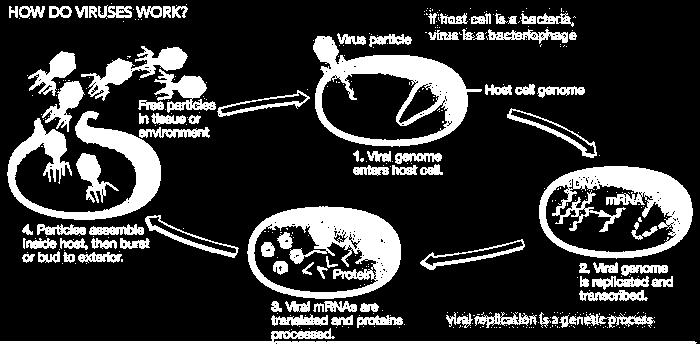 3. ثبات كمية الدنا DNA في الكروموسومات بينت الد ارسات الومرية رالومرية الكيميااية ف الكاانات وةيةية النرا اف الدنا يرجد ف النرا باإل افة لمماد الر ار ية وارد النرا رالمرجرد ف رف كمية الماد الر ار ية