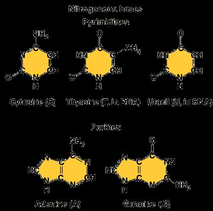 األسرنساخ Transcription رى اسرنساخ المعمرمة الر ار ية ف الماد الر ار ية بشكؿ RNA.2 لرومؿ الرسالة إلى الريبرسرمات. الررجمة Translation رى ررجمة الشفر الر ار ية بنرع معيف مف األوماض األمينية.